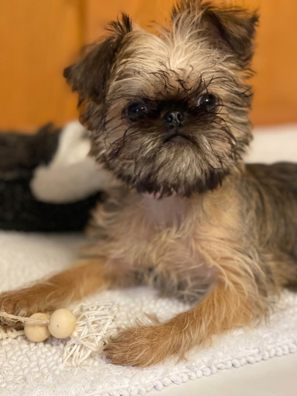 Brussels Griffon Puppies breeder image 7