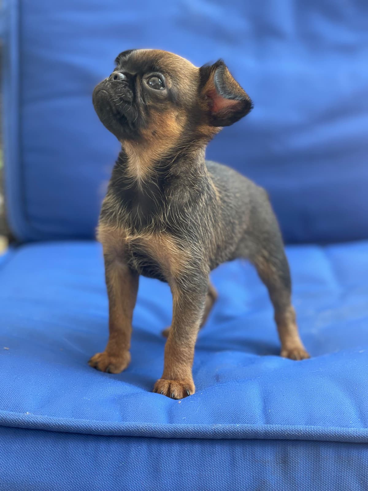 Brussels Griffon Puppies breeder image 8