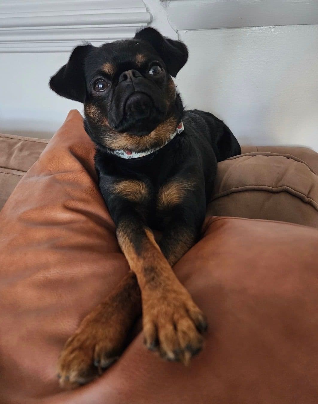 Brussels Griffon Puppies breeder image 9