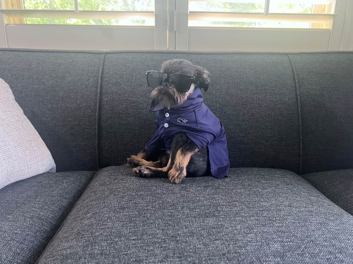 Brussels Griffon Puppies breeder image 11