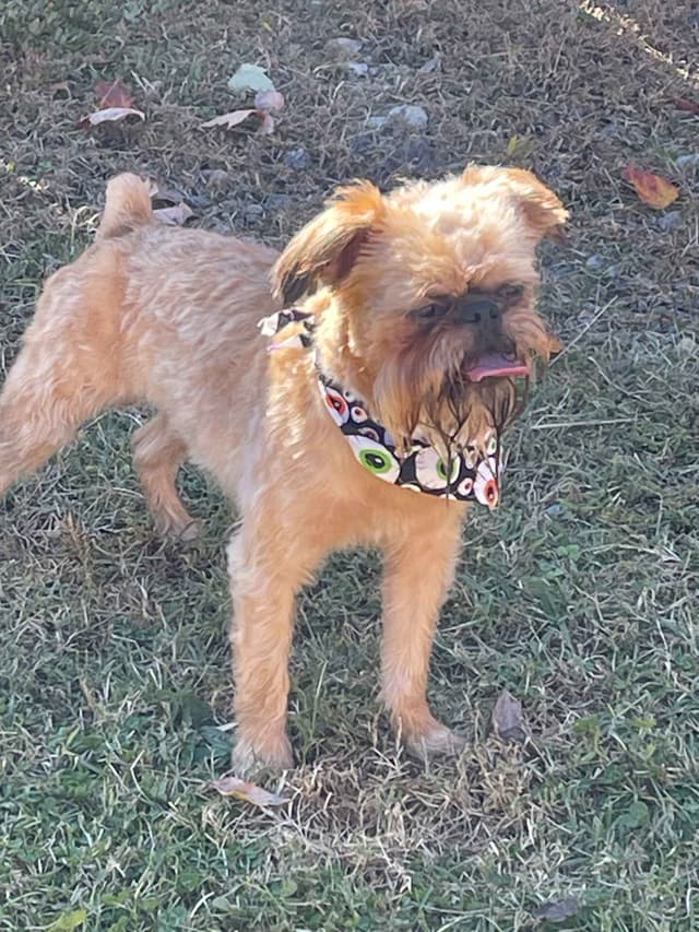 Brussels Griffon Puppies media 2