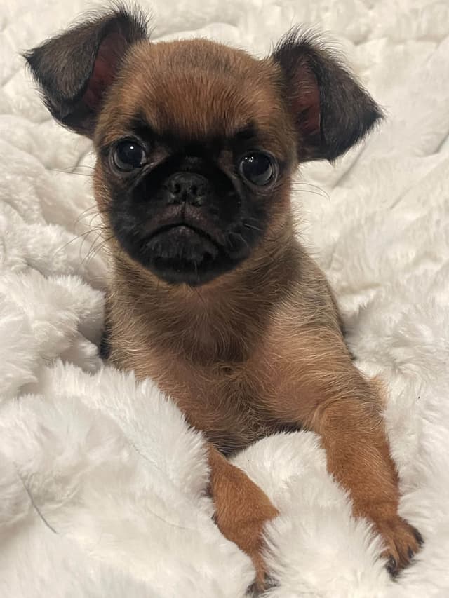 Brussels Griffon Puppies media 3