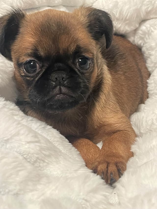Brussels Griffon Puppies media 4