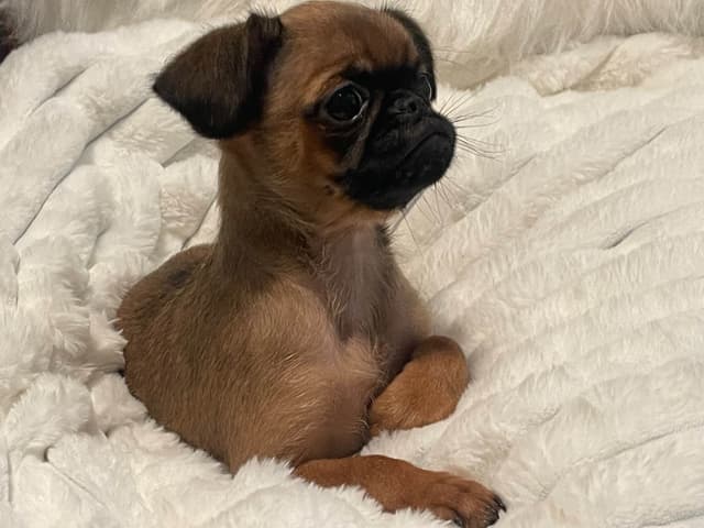Brussels Griffon Puppies media 5