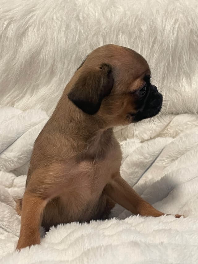 Brussels Griffon Puppies media 6