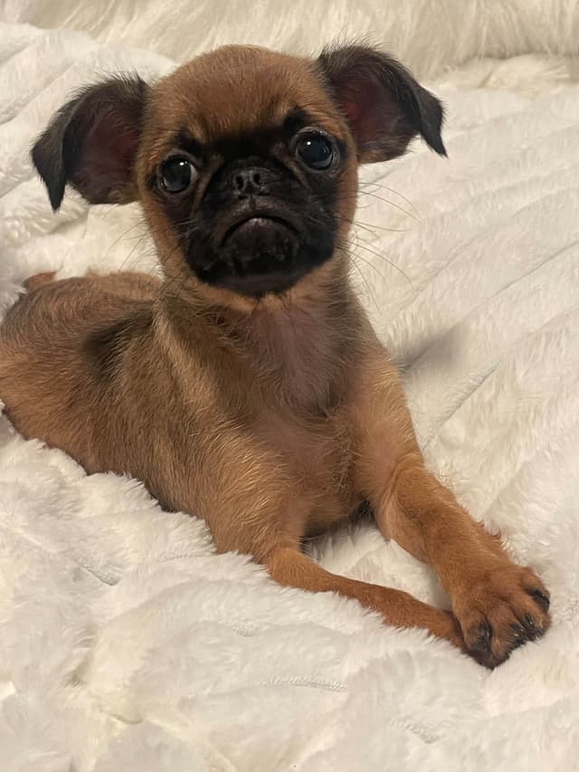 Brussels Griffon Puppies media 7