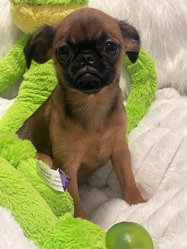 Brussels Griffon Puppies media 10