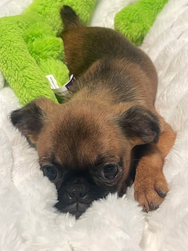 Brussels Griffon Puppies media 11