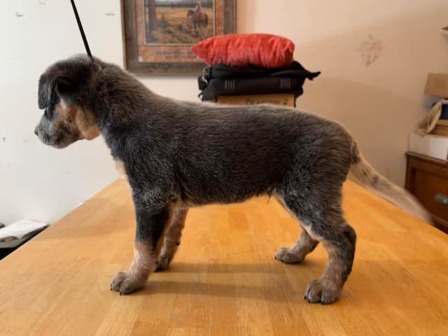 Australian Cattle Dog Puppies media 4