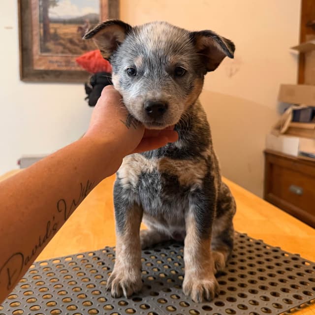 Australian Cattle Dog Puppies media 5