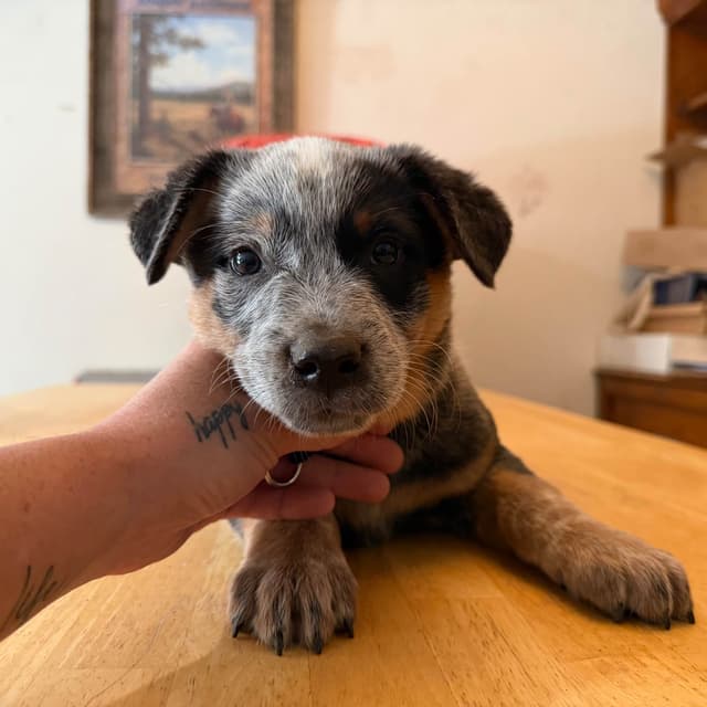 Australian Cattle Dog Puppies media 3