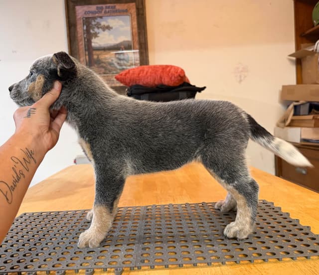 Australian Cattle Dog Puppies media 2