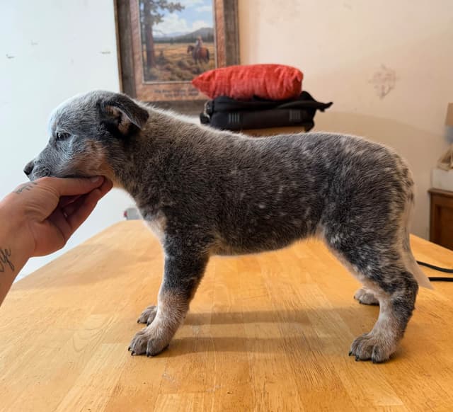 Australian Cattle Dog Puppies media 8