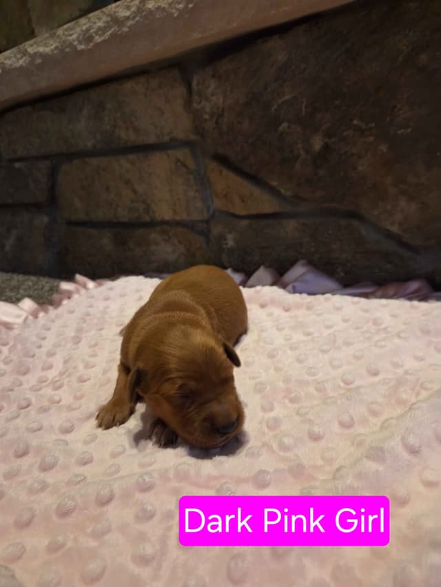 Golden Retriever Puppies media 12