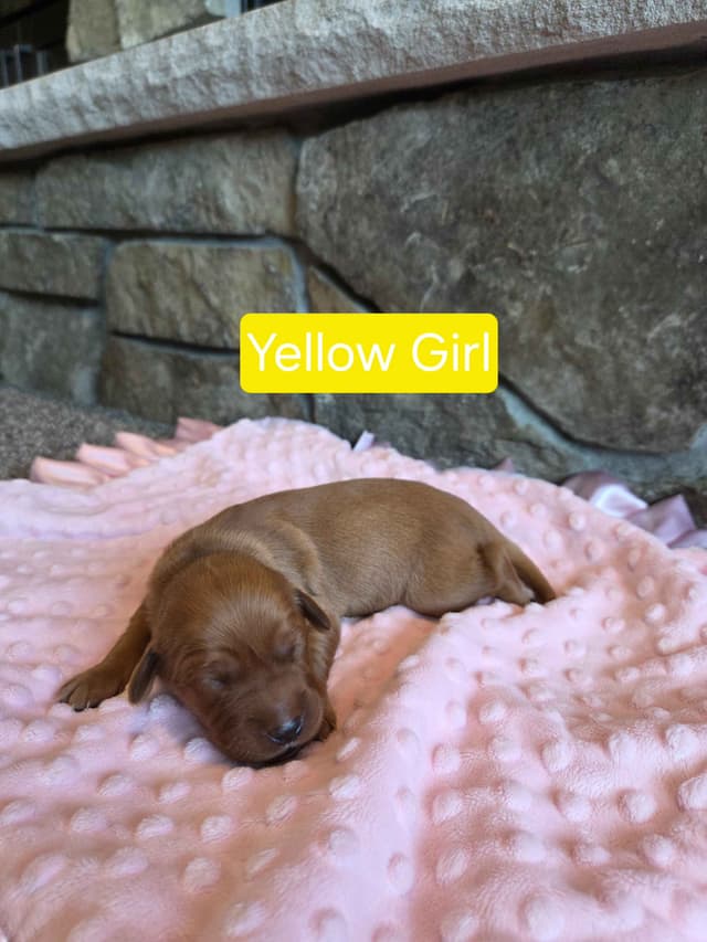 Golden Retriever Puppies media 6