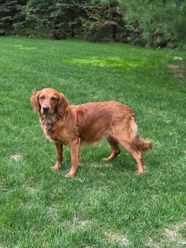 Golden Retriever Puppies media 13