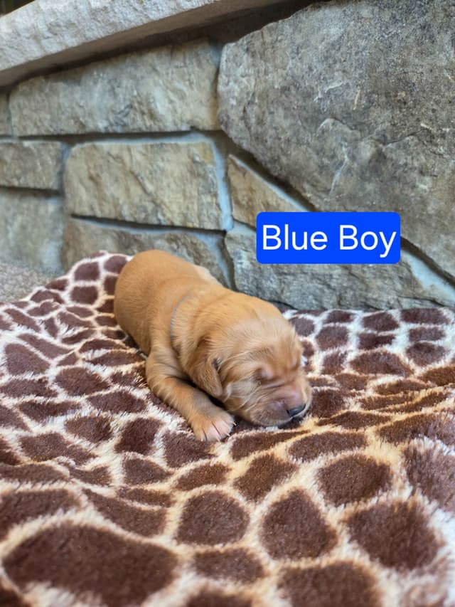 Golden Retriever Puppies media 8