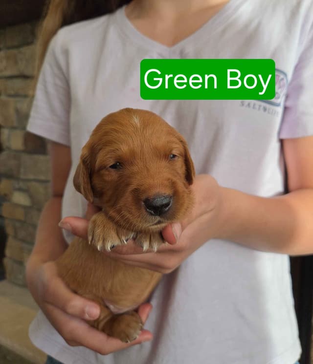 Golden Retriever Puppies media 3