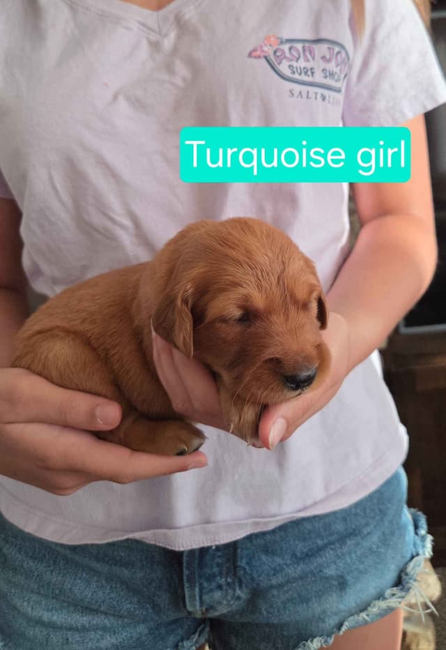 Golden Retriever Puppies media 4