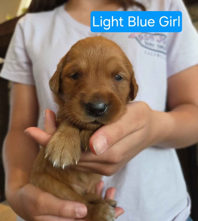Golden Retriever Puppies media 2