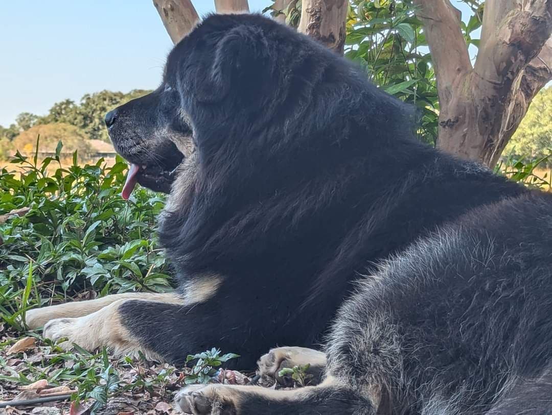 Tibetan Mastiff Puppies breeder image 2