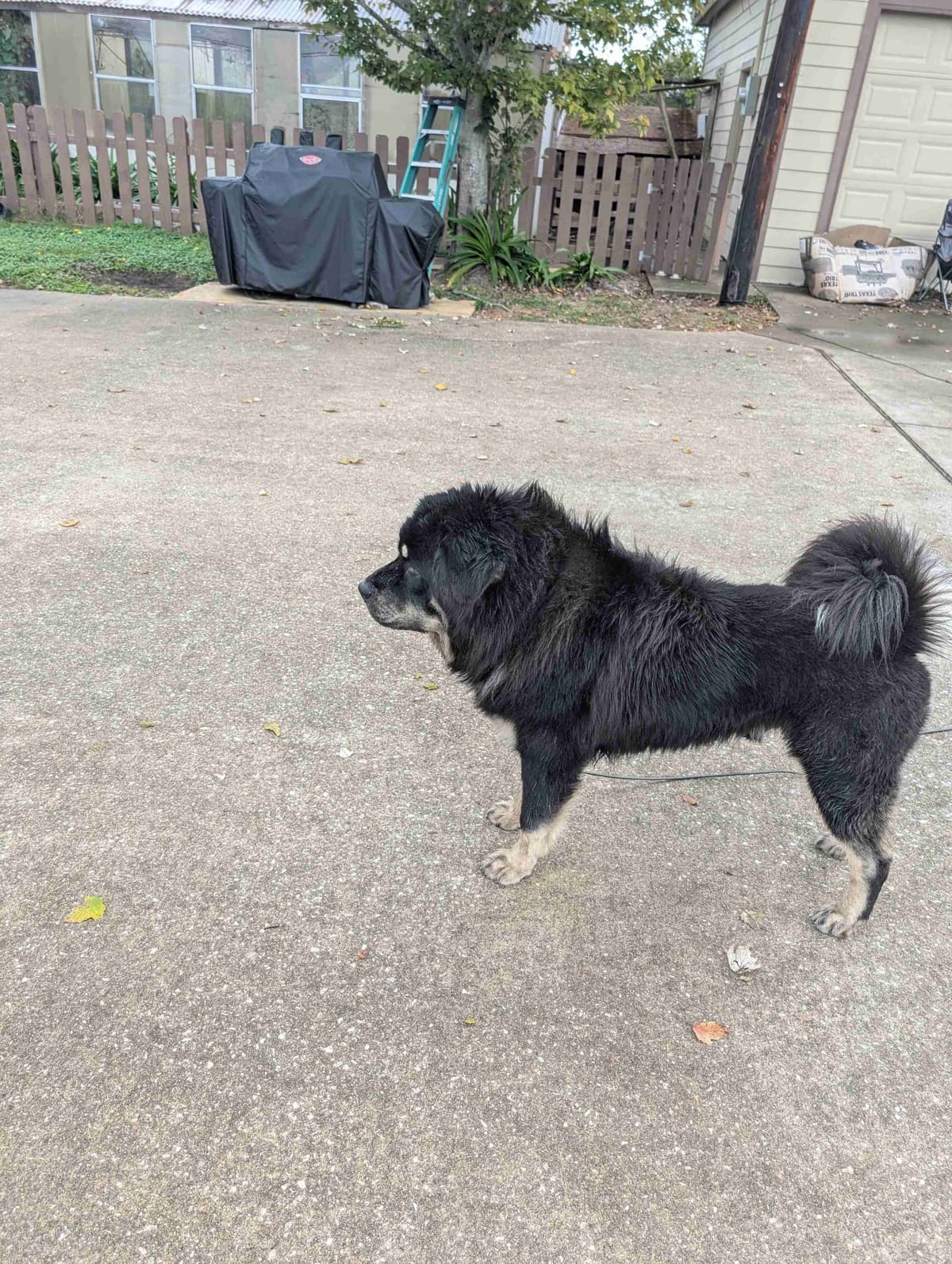 Tibetan Mastiff Puppies breeder image 4