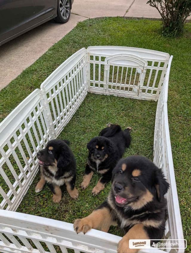 Tibetan Mastiff Puppies media 3