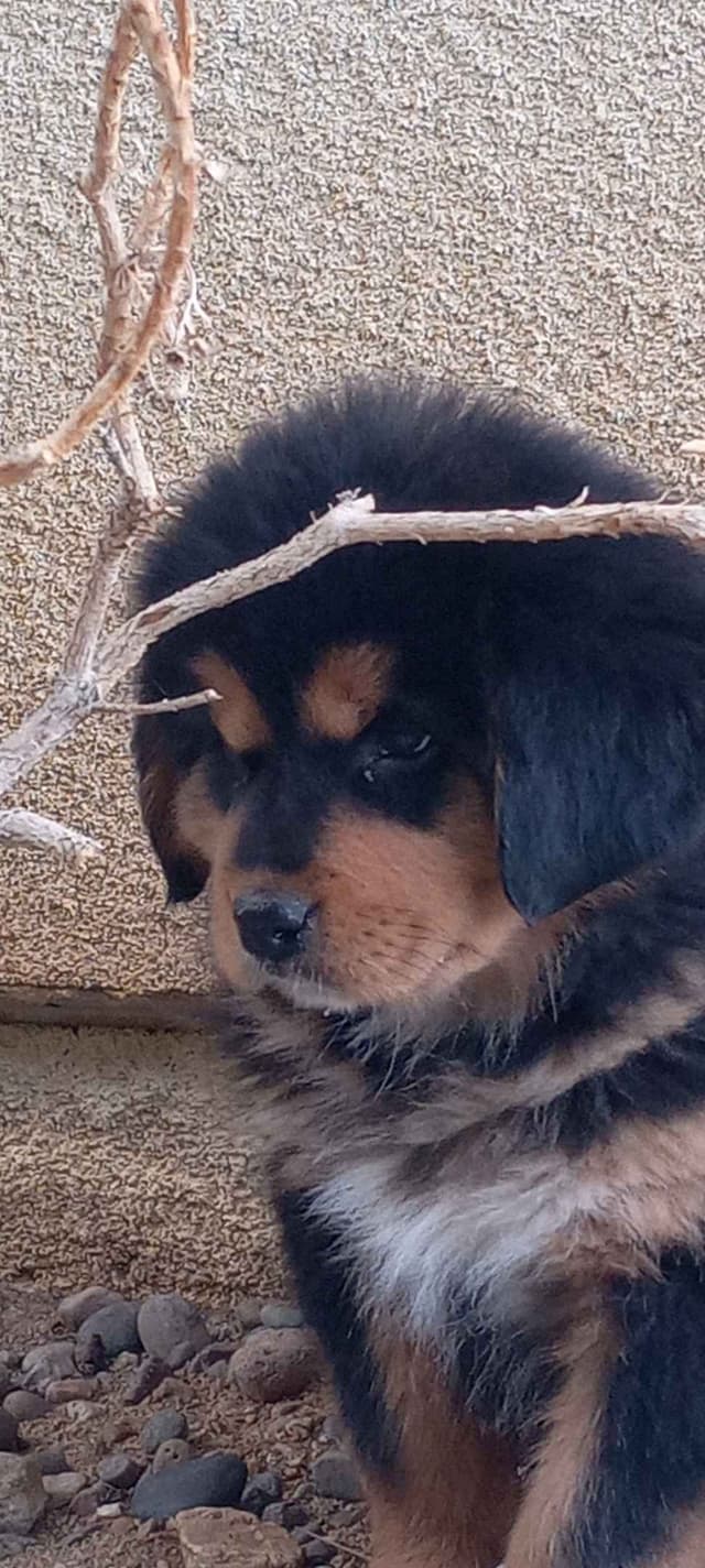 Tibetan Mastiff Puppies media 2