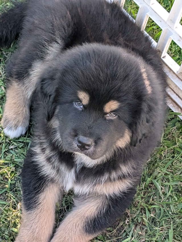 Tibetan Mastiff Puppies media 4