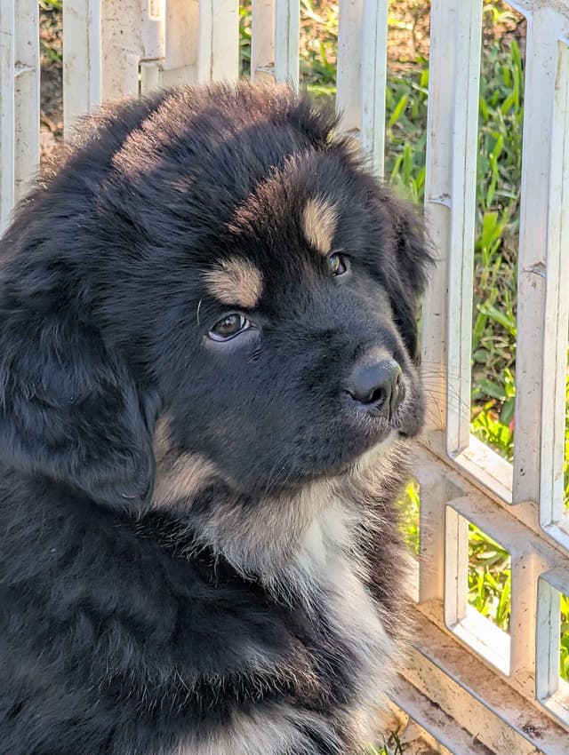 Tibetan Mastiff Puppies media 8
