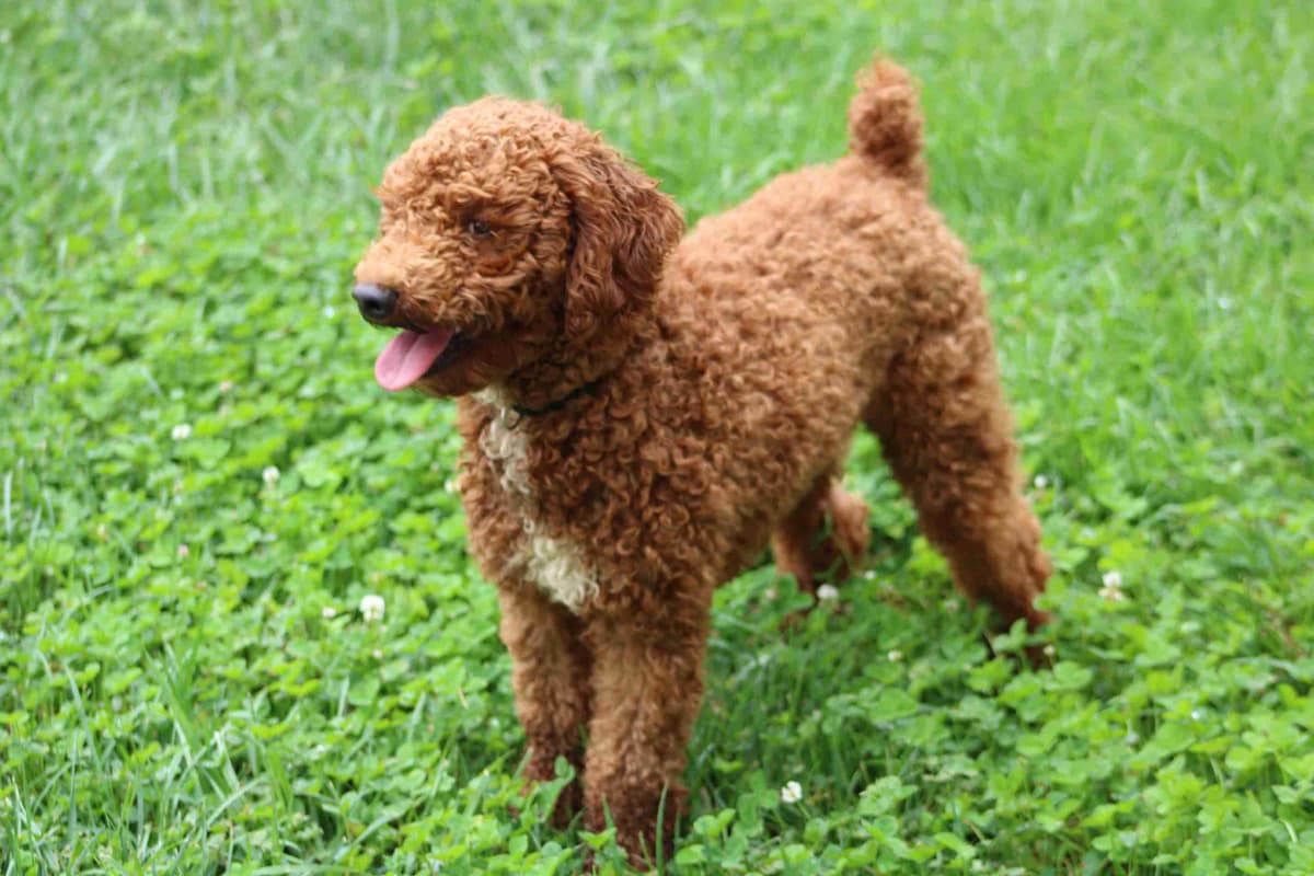 🐩💕Miniature Poodle Puppies breeder image 7