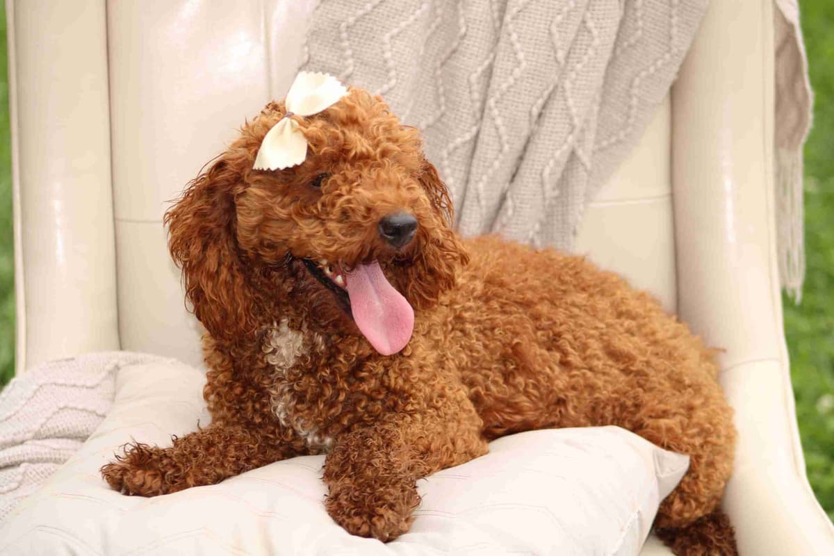 🐩💕Miniature Poodle Puppies breeder image 4