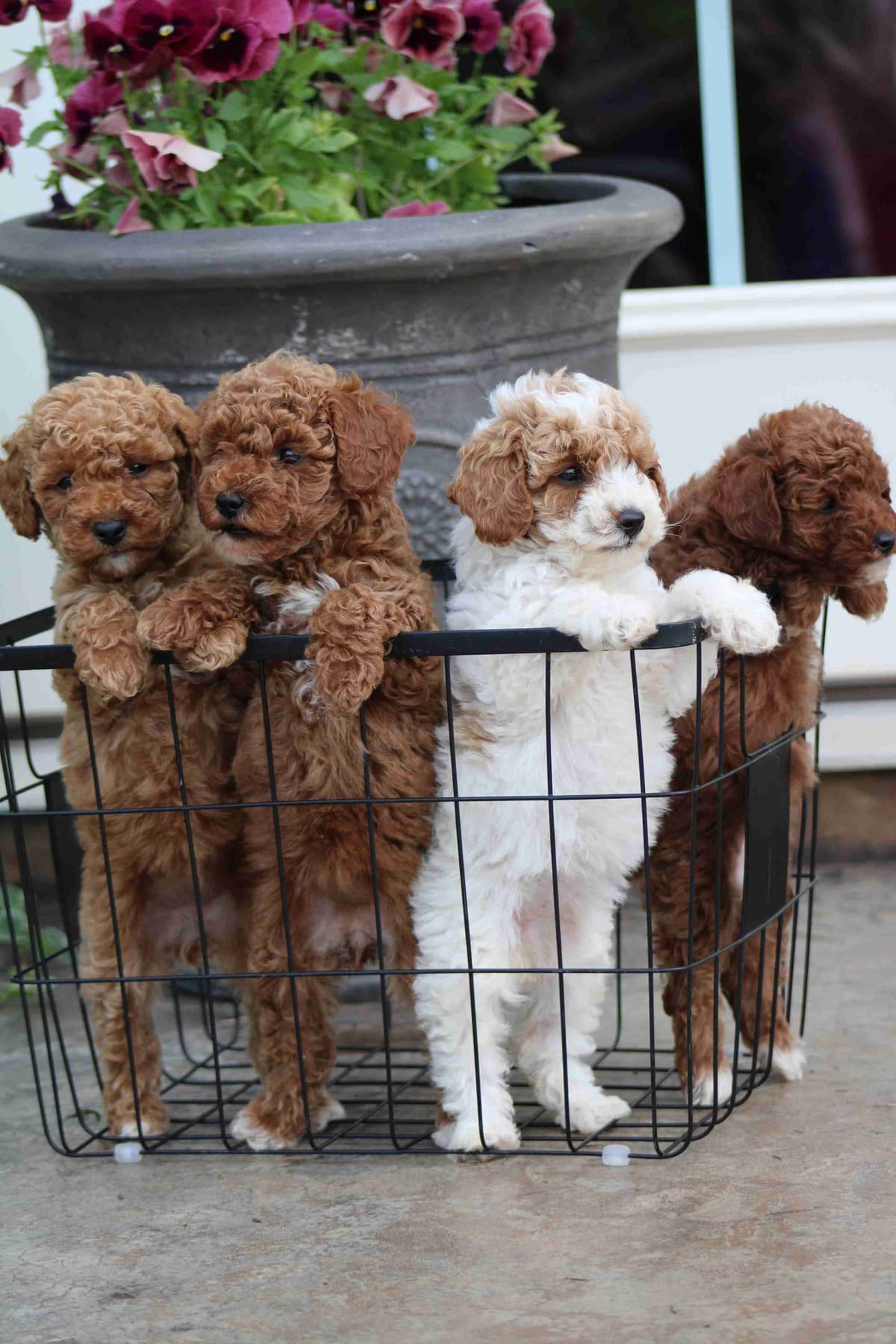🐩💕Miniature Poodle Puppies breeder image 1