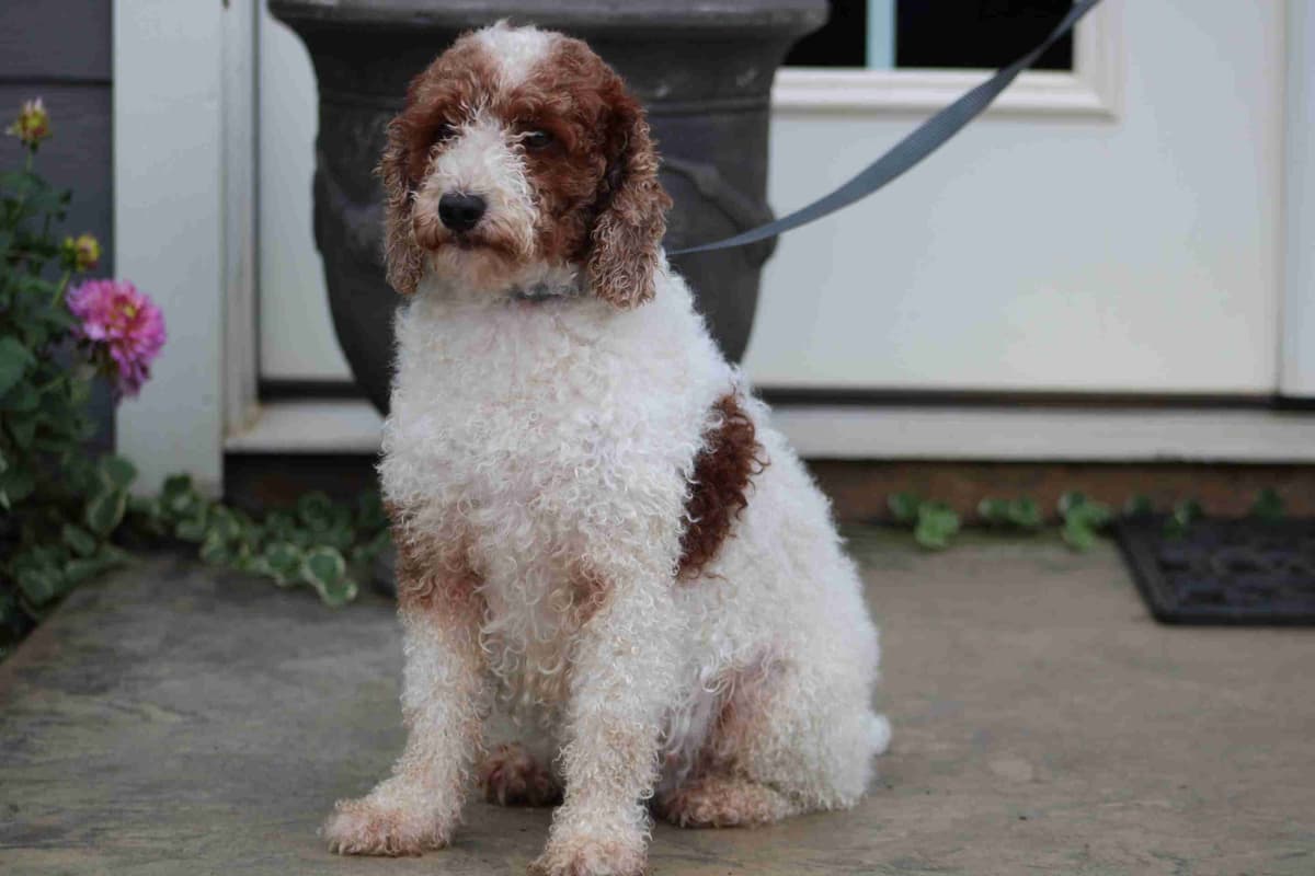 🐩💕Miniature Poodle Puppies breeder image 5