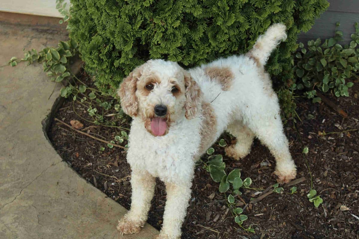 🐩💕Miniature Poodle Puppies breeder image 6