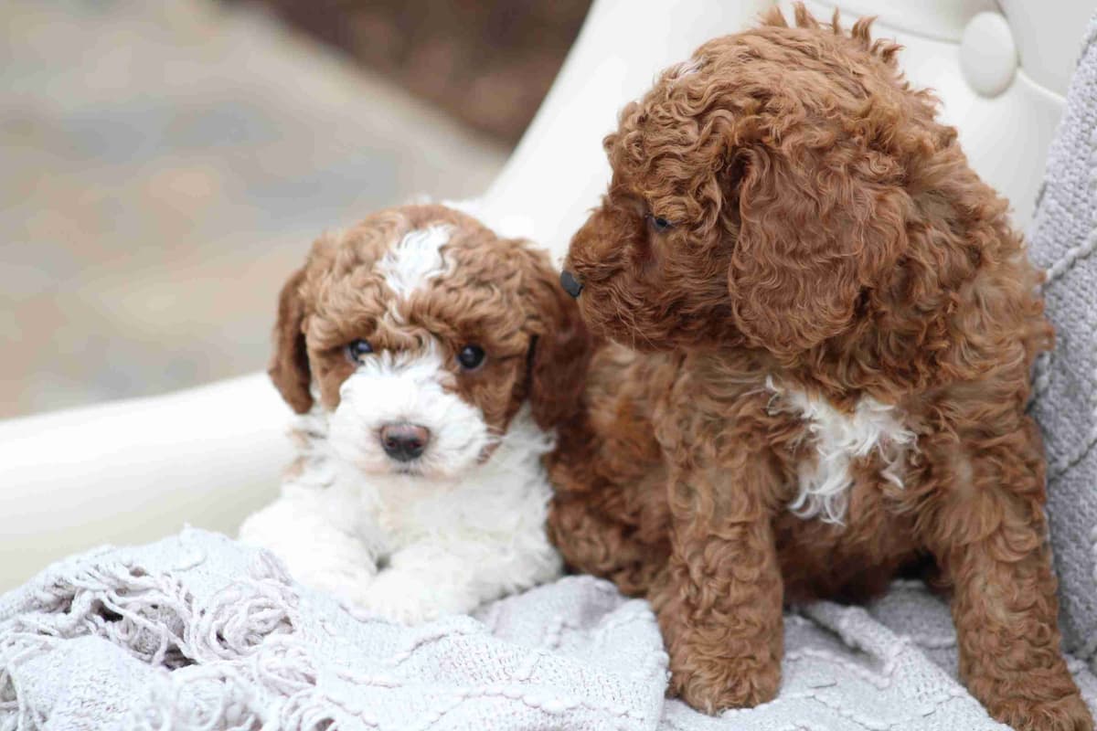 🐩💕Miniature Poodle Puppies breeder image 3