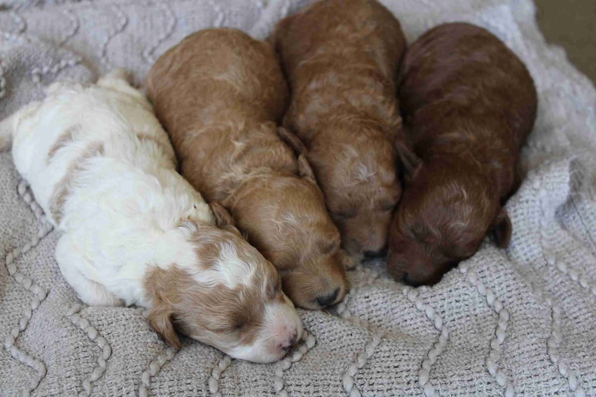 🐩💕Miniature Poodle Puppies breeder image 2