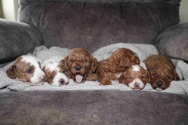 🐩💕Miniature Poodle Puppies media 6