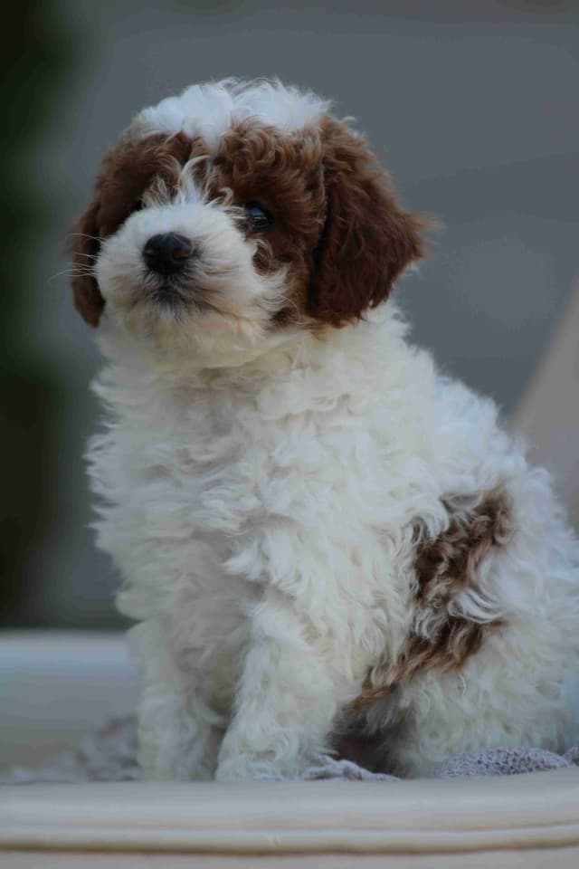 🐩💕Miniature Poodle Puppies media 4