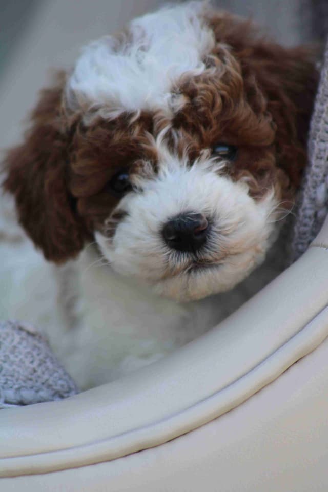🐩💕Miniature Poodle Puppies media 2