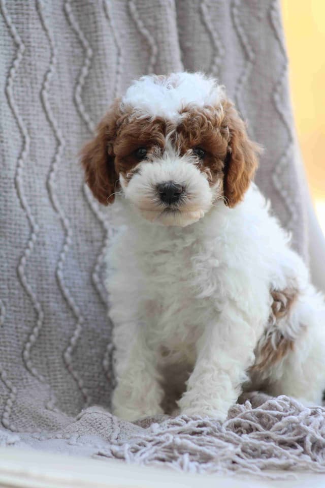 🐩💕Miniature Poodle Puppies media 5