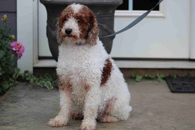 🐩💕Miniature Poodle Puppies media 8