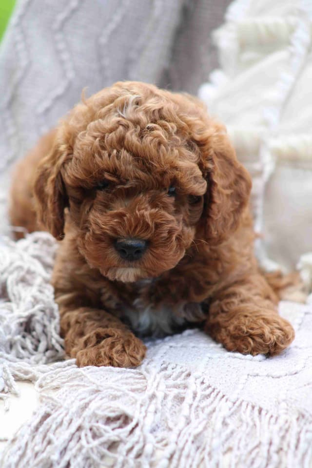 🐩💕Poodle Puppies media 3