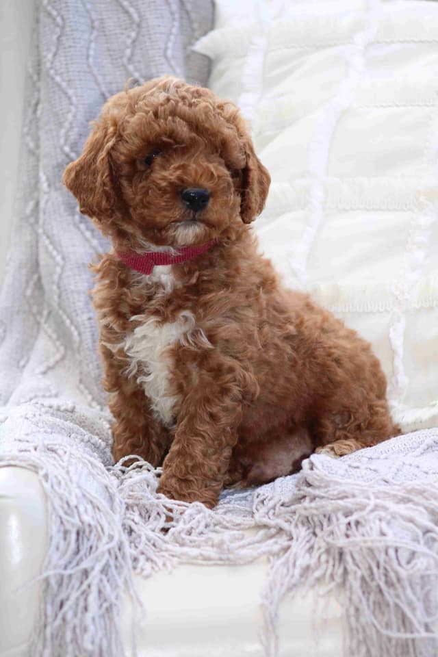 🐩💕Poodle Puppies media 2