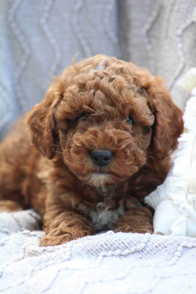 🐩💕Poodle Puppies media 4