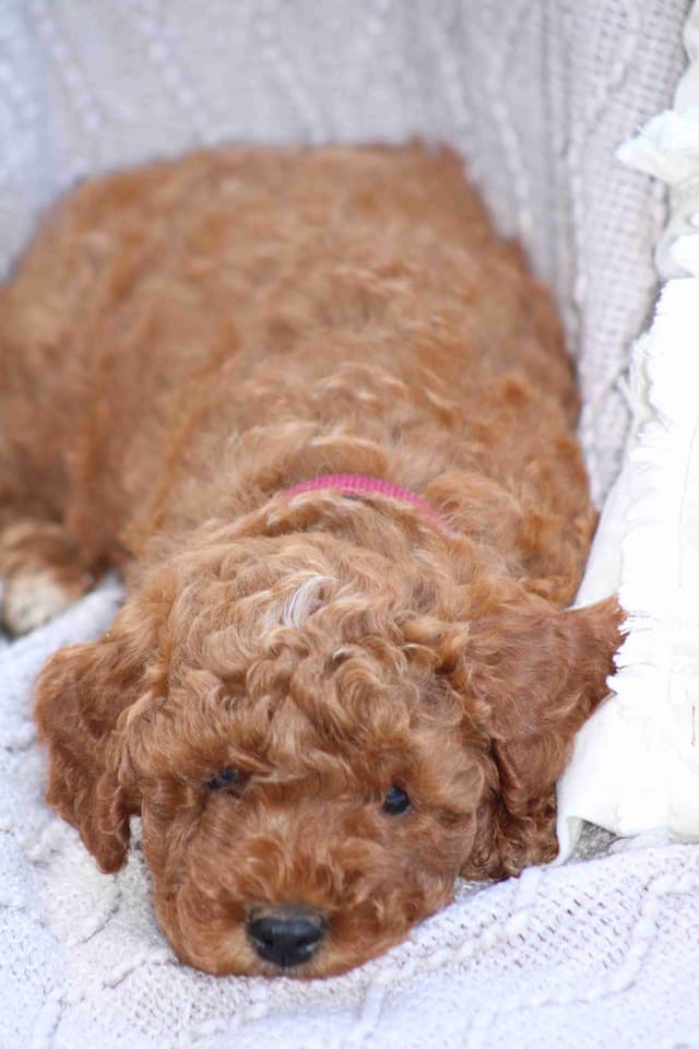 🐩💕Poodle Puppies media 5