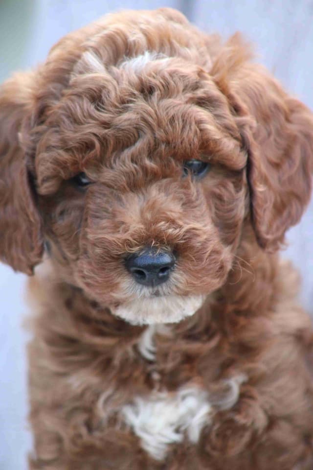 🐩💕Poodle Puppies media 6