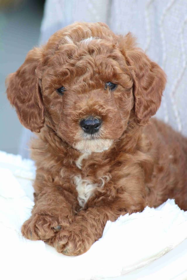 🐩💕Poodle Puppies media 8
