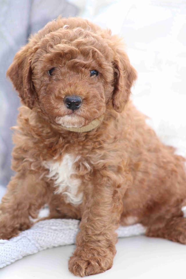🐩💕Poodle Puppies media 9