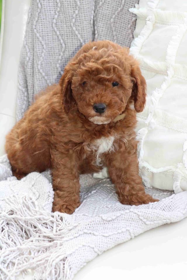🐩💕Poodle Puppies media 10
